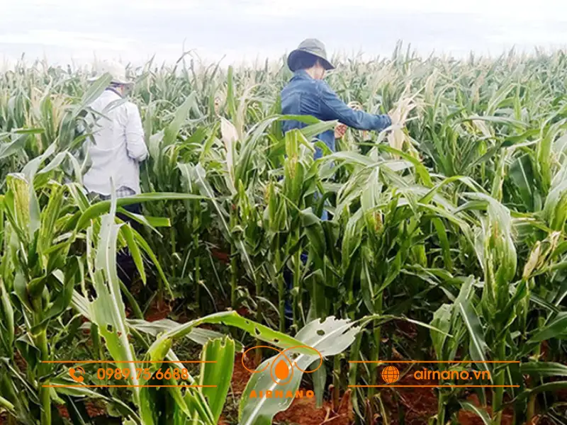 Phòng trừ sâu bệnh trên cây ngô