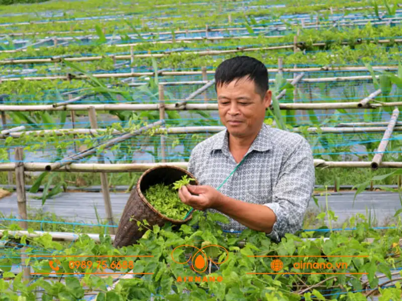 Biện pháp phòng trừ sâu bệnh trên cây thiên lý