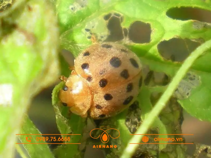 Hậu quả của bọ rùa 28 chấm