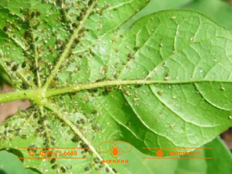 Bọ trĩ hại cây thiên lý