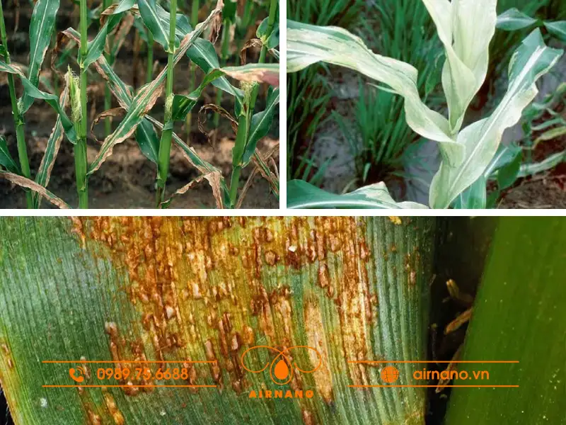 Các bệnh hại cây ngô