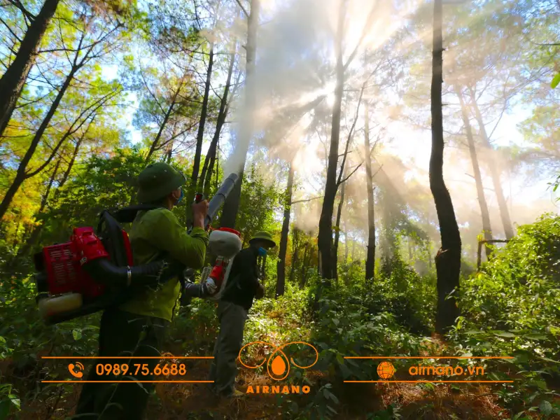 Phương pháp phòng trừ sâu róm thông