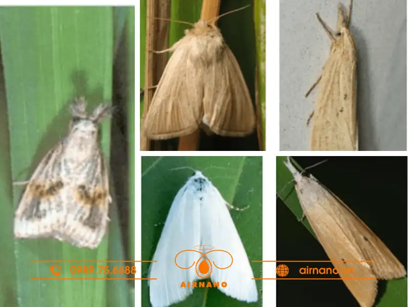 Phân biệt sâu đục thân 5 vạch đầu nâu