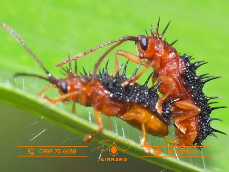 Đặc điểm của loài bọ gai