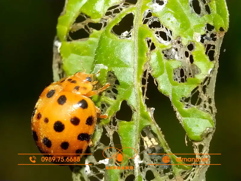 Đặc điểm gây hại của bọ rùa 28 chấm