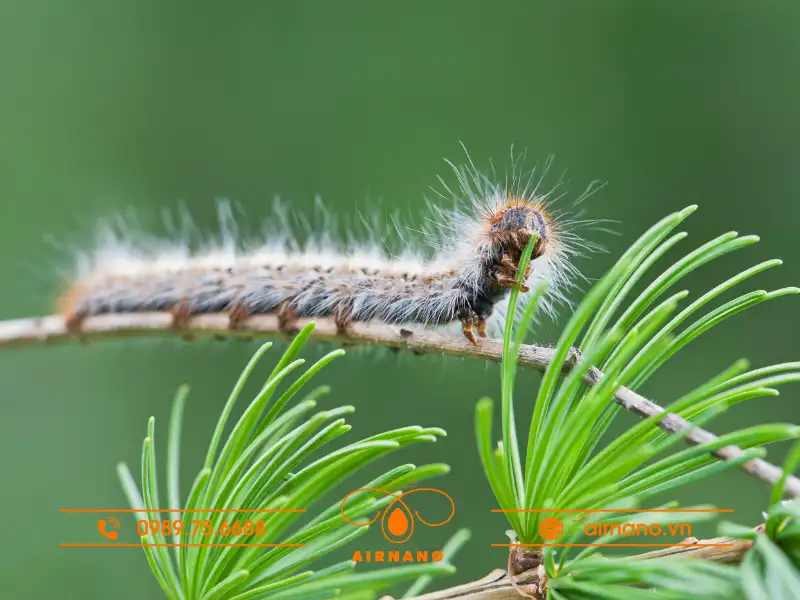 Đặc điểm sâu róm thông 