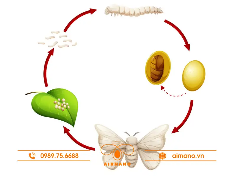 Đặc điểm và vòng đời của ngài gạo