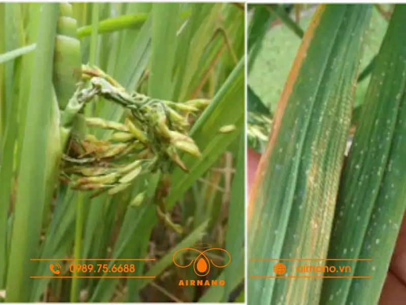 Dấu hiệu nhận biết bọ gai gây hại trên cây