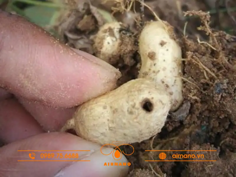 Dấu hiện nhận biết mọt lạc gây hại