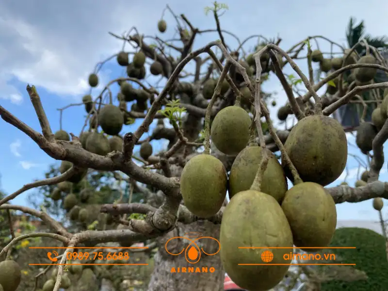 Dấu hiệu nhận biết cây cóc bị sâu bệnh