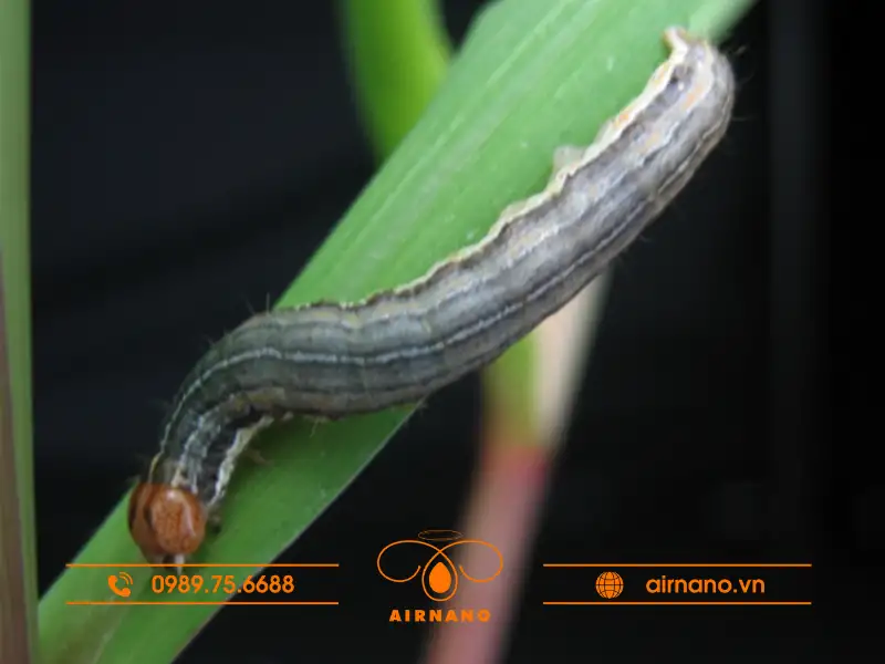 Điều kiện gây hại của sâu cắn chẽn 