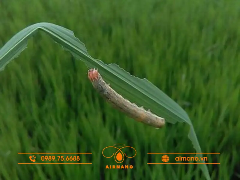 Đặc điểm sâu cắn chẽn