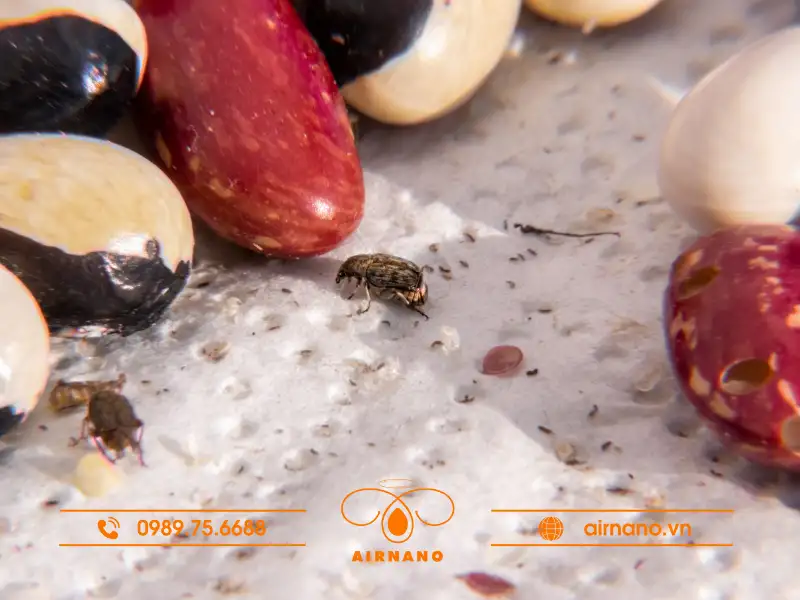 Giới thiệu về mọt đầu đen