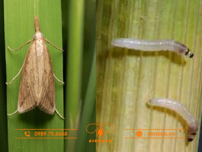 Giới thiệu sâu đục thân 5 vạch đầu nâu