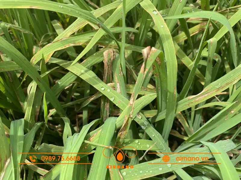 Hậu quả mà bọ gai gây ra