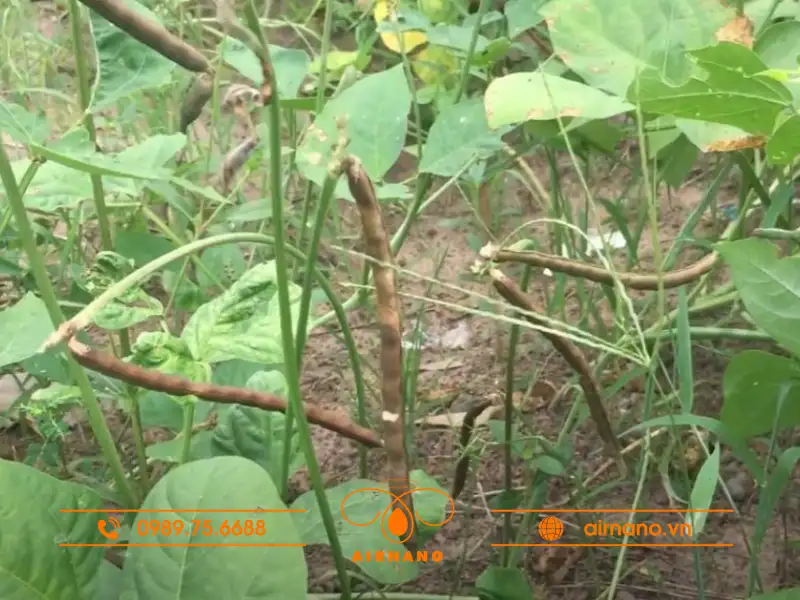 Mọt đầu đen gây hại 