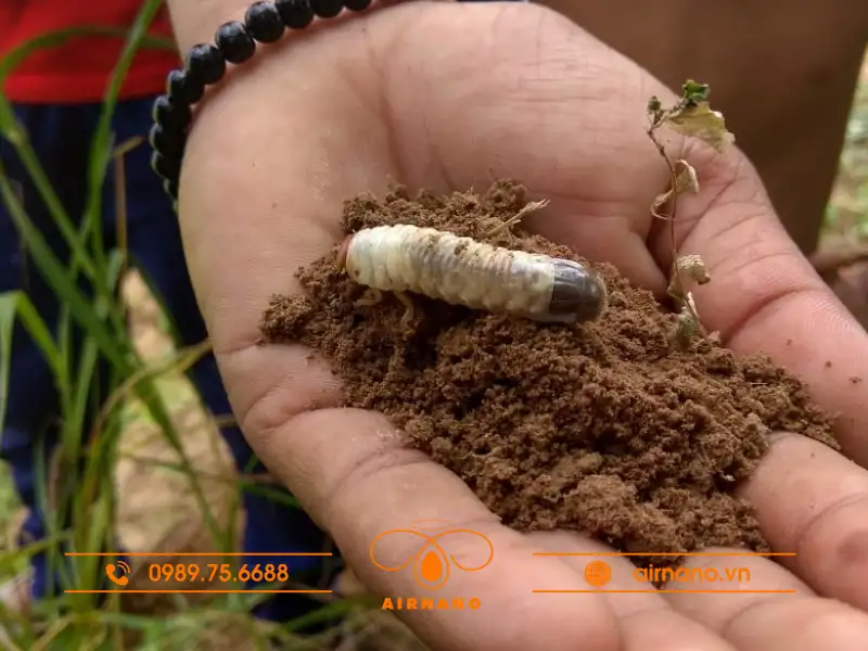 Vòng đời của mọt lạc