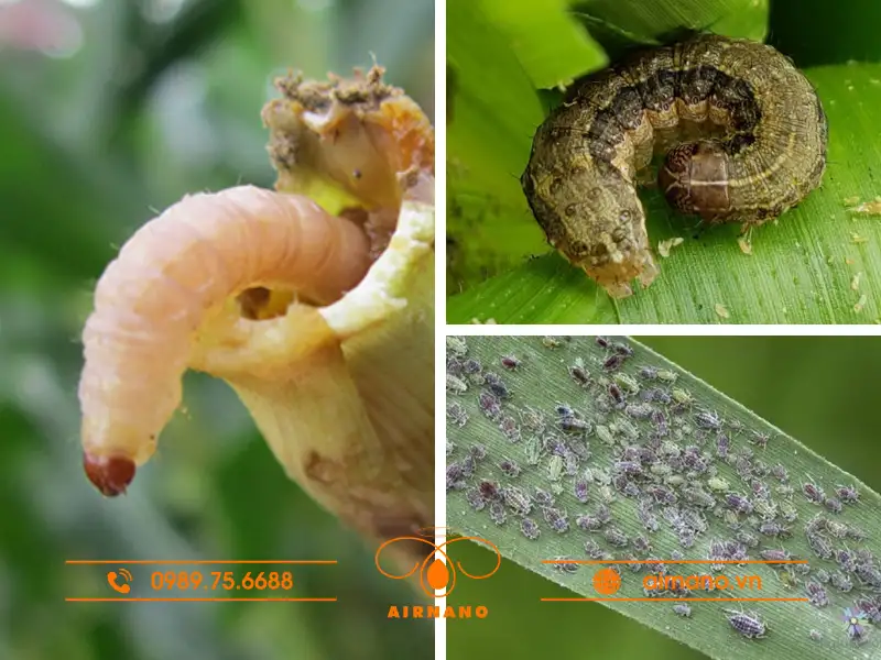 Các loại sâu hại cây ngô