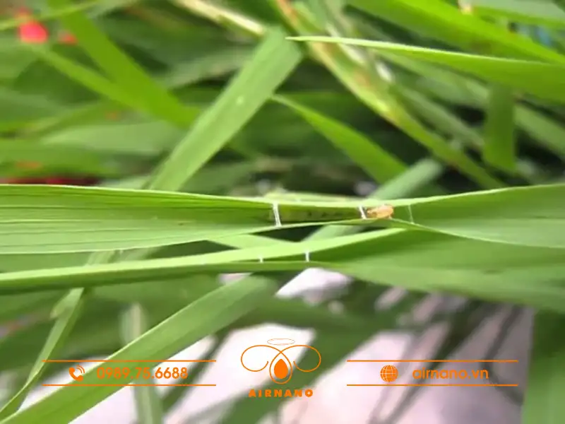 Nhận biết sâu cuốn lá lớn