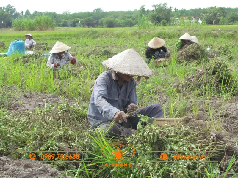 Phòng trừ mọt đầu đen