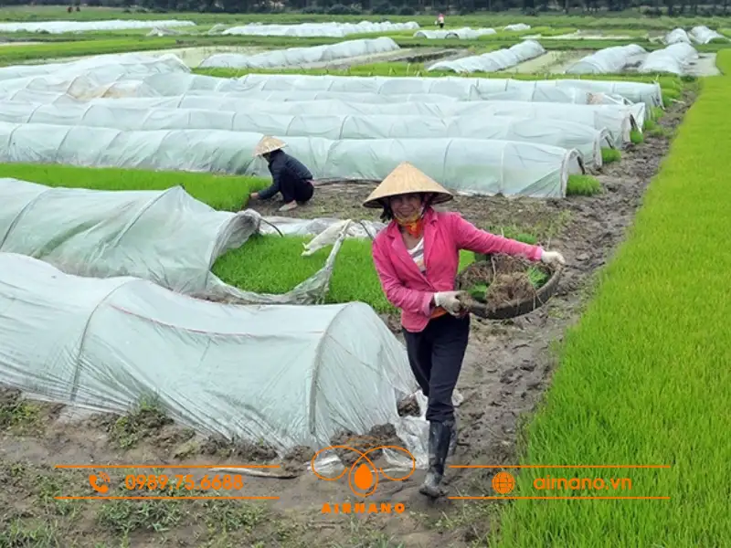 Phòng trừ bọ gai