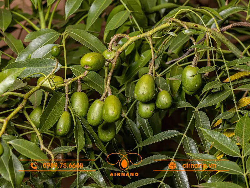 Sâu bệnh trên cây cóc