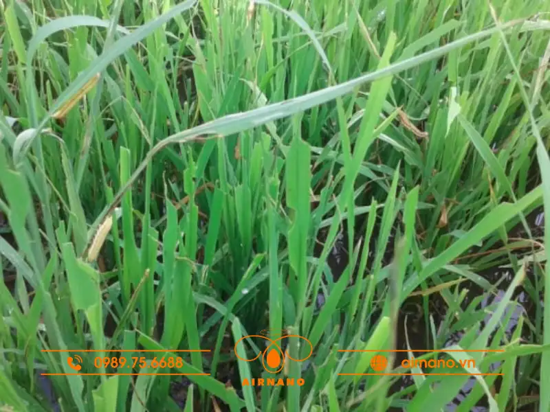 Hậu quả của sâu cắn chẽn