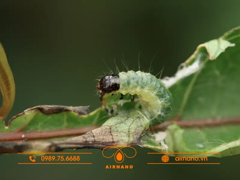 Sâu cuốn lá hại cây thiên lý