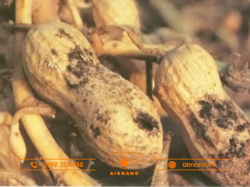 Tác hại của mọt lạc