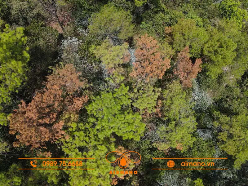 Tác hại của sâu róm thông 