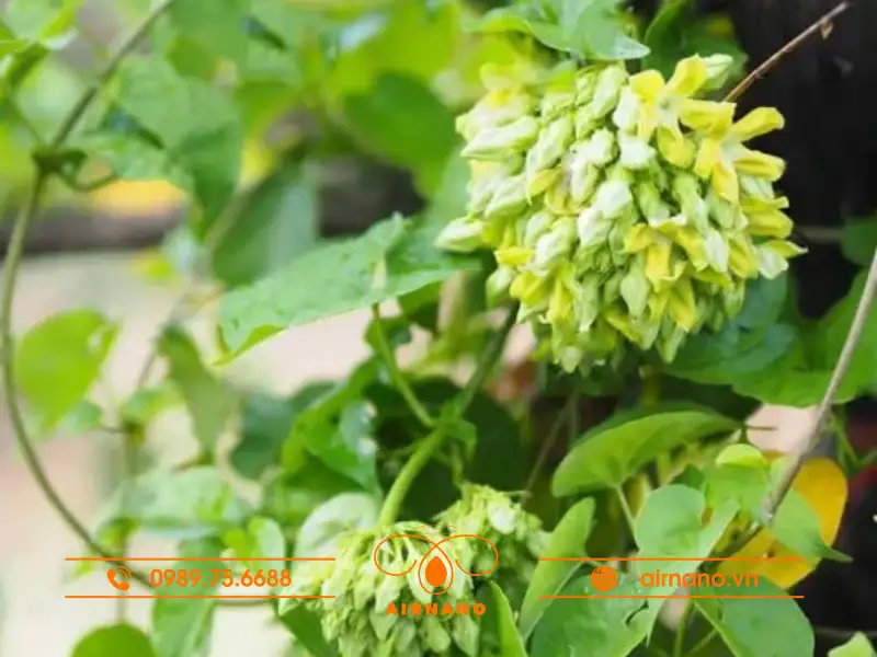 Sâu bệnh trên cây thiên lý