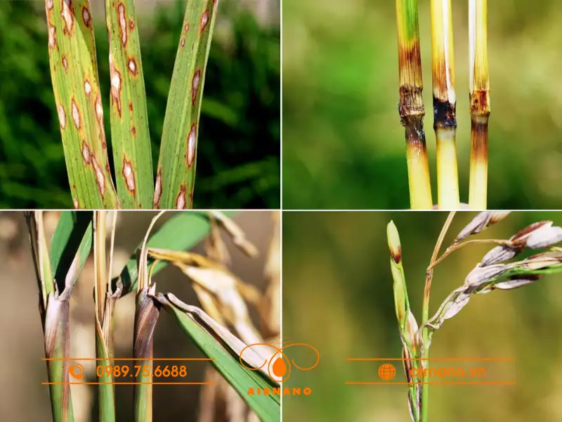 Triệu chứng nhận biết sâu đục thân 5 vạch đầu nâu