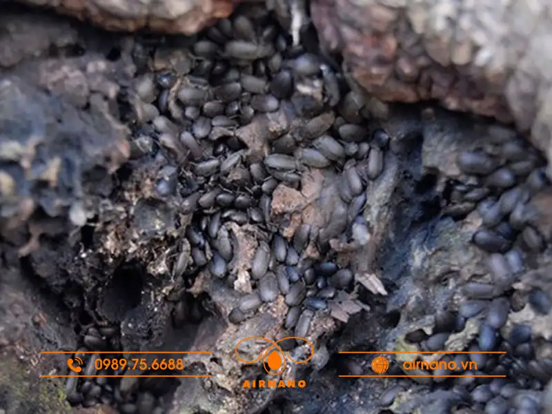 Vòng đời của mọt đầu đen