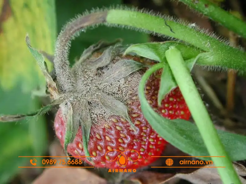 Định nghĩa bệnh mốc xám