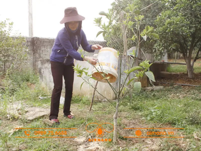 Phòng trừ bệnh vàng lá gân xanh