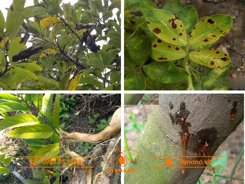 Bệnh hại cây na
