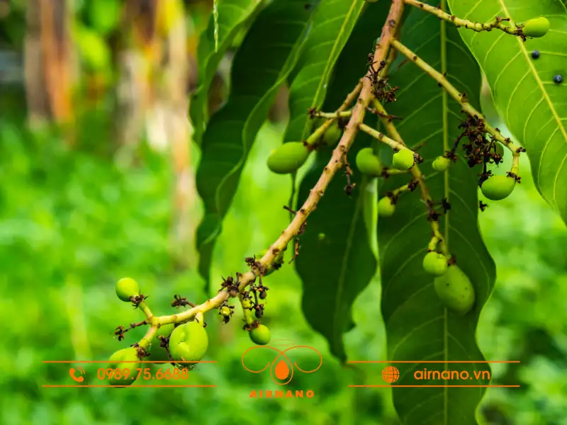 Sâu bệnh trên cây xoài