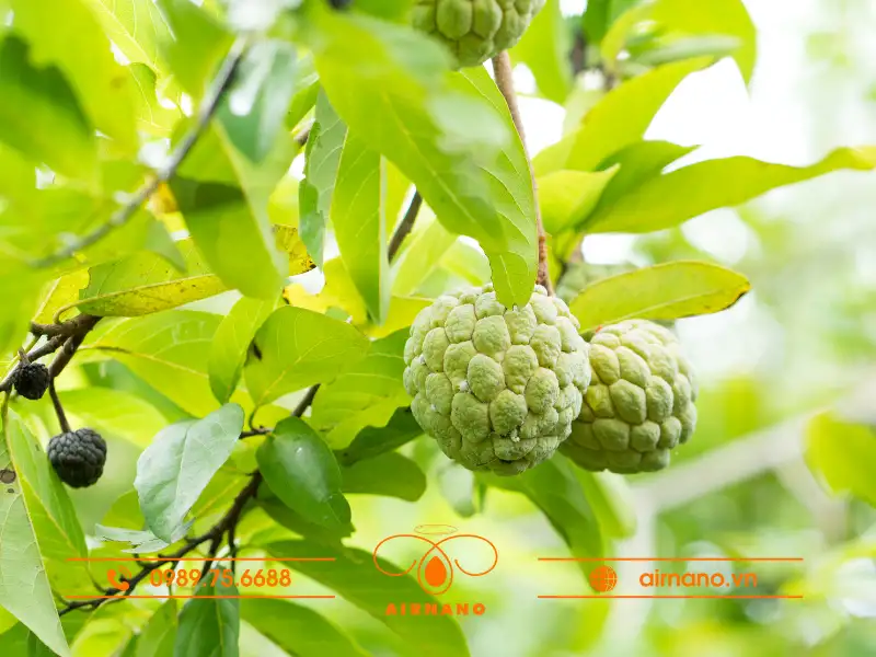 Sâu bệnh trên cây na