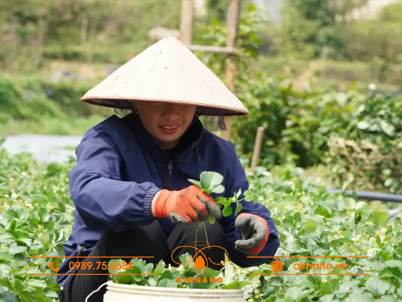 Phòng trừ bệnh mốc xám