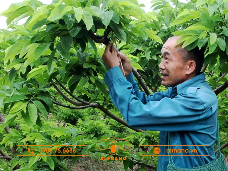 Phòng trừ sâu bệnh hại cây na