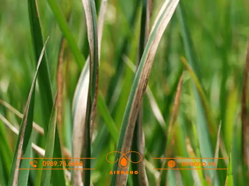 Triệu chứng của bệnh bạc lá