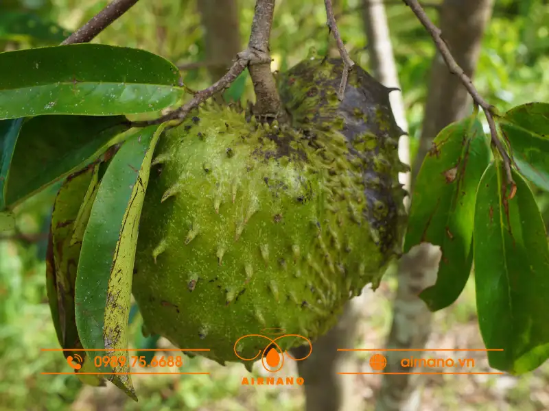 Sâu bệnh trên mãng cầu xiêm