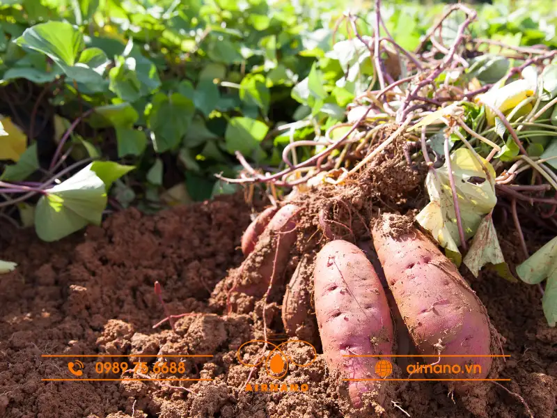 Sâu bệnh hại khoai lang