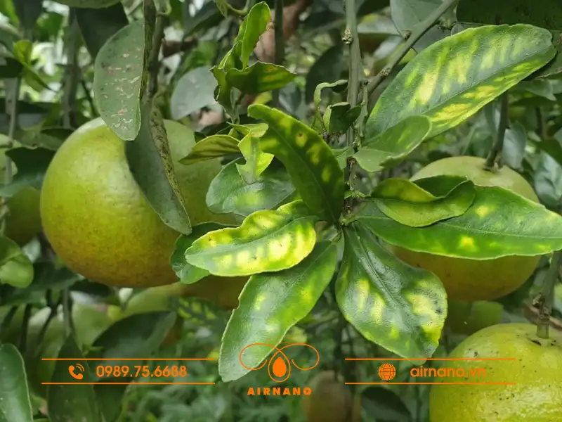 Triệu chứng và tác hại bệnh vàng lá gân xanh