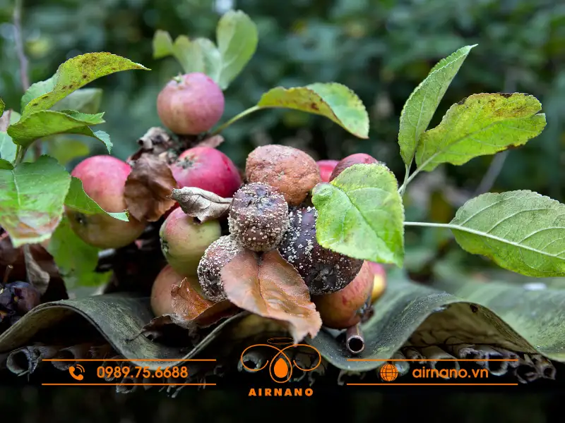 Sâu bệnh hại táo