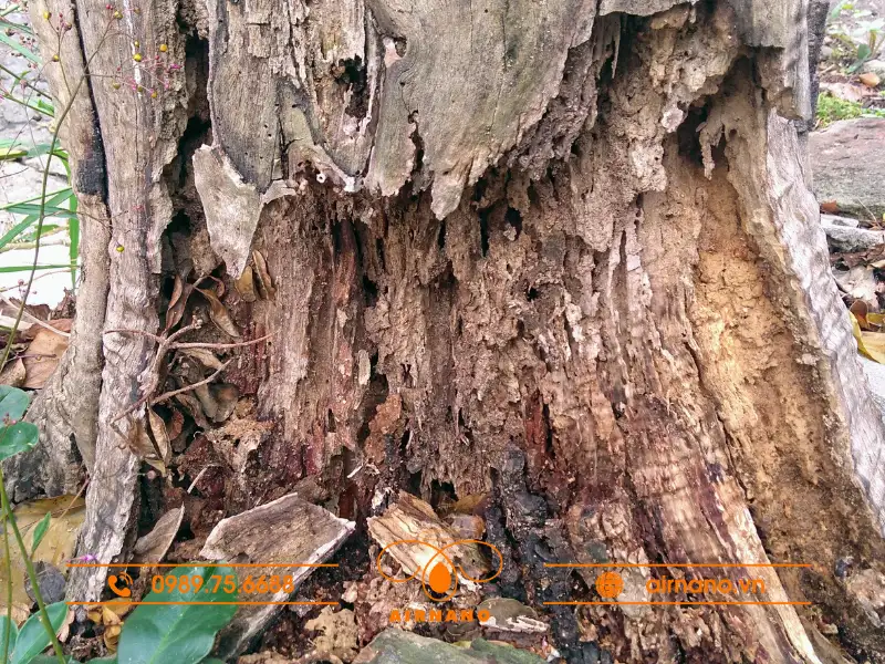 Bệnh thối thân trên cây trồng