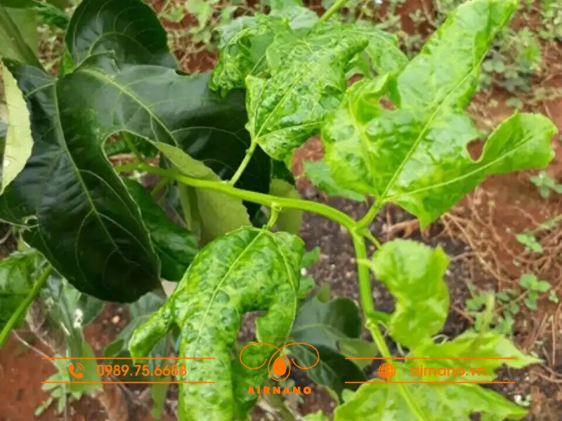 Bệnh xoăn lá chanh dây