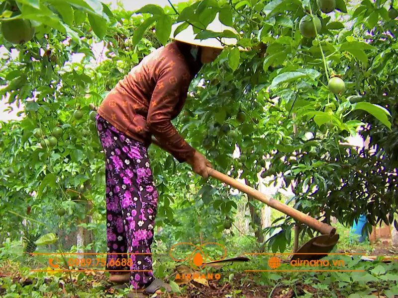 Các biện pháp phòng trừ bệnh bã trầu hiệu quả
