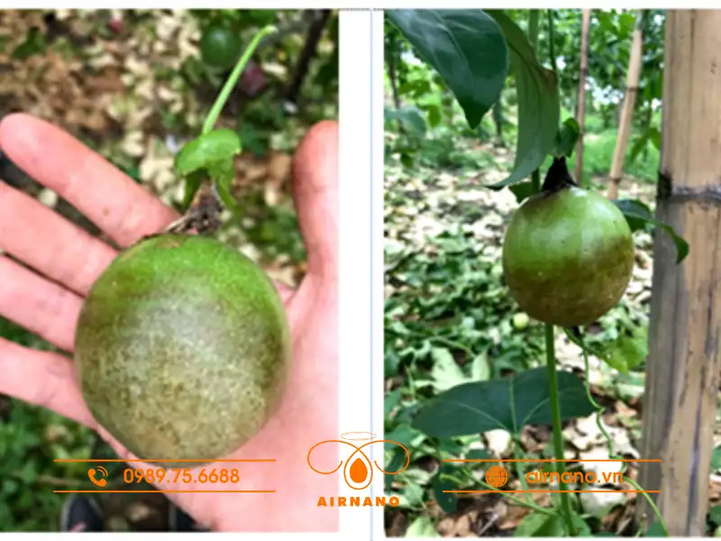 Các triệu chứng nhận biết bệnh bã trầu trên chanh dây
