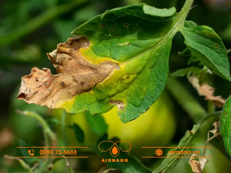 Bệnh cháy đầu lá ở cây trồng